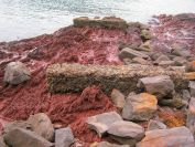 bittangabee-bay-1865