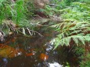 bittangabee-bay-3084