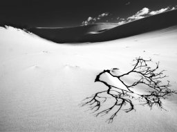 thurra-dunes-9372